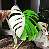 Price of monstera albo borsigiana variegata varies by the uniqueness of the white pattern on leaves. [PARK SEON-HO]