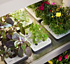 Flowers and herbs, newly released by LG Electronics, are planted in LG tiiun. [NEWS1]