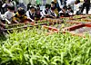 Children have a rice-planting experiece during the19th Busan Urban Agriculture Expo 2023 held at Busan Citizens Park in Busanjin District, Busan, on Thursday. The farm exhibition runs through Sunday. [YONHAP]