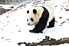 Giant panda Fu Bao walks on the snow at Panda World in Everland, Yongin, Gyeonggi after a massive snowstorm hit on Thursday. [YONHAP]