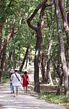 A walking tour program has been organized at different Joseon Royal Tombs during the festival. [JOONGANG ILBO]