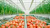 Tomatoes sold through Coupang's Rocket Fresh grocery delivery service [COUPANG]