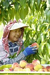 A farmer harvests this year’s first yellow peach at a farm in Imsil County in North Jeolla on Monday. [YONHAP]