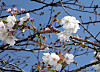 Cherry blossoms are flowering in Jeju in early March [NEWS1]