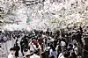 Large crowds at last year's Yeouido Cherry Blossom Festival at Yeongdeungpo District, western Seoul [JOONGANG ILBO]