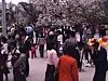 People enjoy cherry blossoms in 2006 near Changgyeonggung Palace in Jongno District, central Seoul [JOONGANG ILBO]