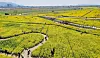 The Busan Nakdong River Canola Flower Festival held at Daejeo Ecological Park in Busan, the largest canola flower complex in Korea, in April 2022. [YONHAP]