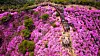 Azaleas at Mount. Goryeo in April last year.[JOONGANG ILBO]