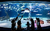 Visitors enjoy watching a stingray in Aqua Planet 63 [JOONGANG SUNDAY]