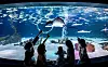 Visitors enjoy watching a stingray in Aqua Planet 63 [JOONGANG SUNDAY]