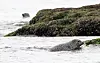 A spotted seal on an island along the West Coast near Incheon. The 2022 budget includes spending for protecting the spotted seal. [YONHAP]