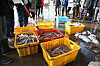 Boxes of squid at a fish market in Pohang, North Gyeongsang [YONHAP]