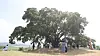 Tourists visit a 500-year-old, 16-meter-tall (52-foot-tall) hackberry tree located in Bukburi village in Changwon, South Gyeongsang, Tuesday. The hackberry tree appeared on an episode of ENA's hit series ″Extraordinary Attorney Woo.″ [YONHAP]