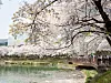 People enjoy their time under cherry blossoms near Seokchon Lake in Songpa District, southern Seoul on April 7. [SHINHWA/YONHAP]