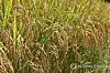 A rice field in Korea [YONHAP]