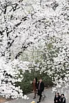 Cherry blossoms are in full bloom at Yunjung-ro in Yeouido, Yeongdeungpo District in western Seoul on April 4. [JOONGANG ILBO]