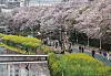 Visitors to Oncheon Stream Park walk along the road embroidered with canola flowers and cherry blossoms in Dongnae District, Busan, on Monday. Oncheon Stream Park is well-appreciated for its lightwork brightening the path of those taking a night stroll. [JOONGANG ILBO]