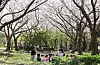 Children hold a spring picnic at Sinsan Park in Jeju City, Jeju, on April 1. [YONHAP]
