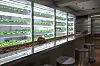 Basil and romain lettuce grown at Sikmulsung, a cafe near Shinsa-dong, southern Seoul. [N.THING]