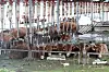 Cows await rescue in their pens as Typhoon Khanun flooded Byeongsu village in Daegu on Thursday. [NEWS1]