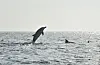 Indo-Pacific bottlenose dolphins in the sea surrounding Jeju Island. The last Indo-Pacific bottlenose dolphin held in captivity in Korea, named Bibong, will be released into the ocean after 17 years, the Ministry of Oceans and Fisheries announced Wednesday. [MINISTRY OF OCEANS AND FISHERIES]