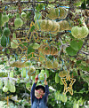A day before Ipchu— the traditional start of autumn— a worker secures hanging gourds with string at the gourd tunnel on Geumho Flower Island along the Geumho River in Nogok-dong, Buk District in Daegu to prevent safety accidents.[YONHAP]
