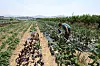 A farmer in his 60s waters his crops, including peppers and cucumbers, at a farmland in Gyeongsan, North Gyeongsang, on July 11, when a heat wave advisory was issued in the region. [YONHAP]