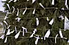 Wishes collected from around the world were written on hanji, or Korean traditional paper, and tied to Lee's daljip. [SANGTAE KIM, COURTESY OF THE ARTIST AND JOHYUN GALLERY]