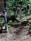 An Asian badger is seen on a mountain trail on Mount Palgong, near a Buddhist temple in Daegu on Monday. The picture was taken by a passerby who crossed paths with the animal, first believed to be a bear, at 6 a.m. that day, according to the Palgongsan Natural Park office. [PALGONGSAN NATURAL PARK]