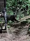 An Asian badger is seen on a mountain trail on Mount Palgong, near a Buddhist temple in Daegu on Monday. The picture was taken by a passerby who crossed paths with the animal, first believed to be a bear, at 6 a.m. that day, according to the Palgongsan Natural Park office. [PALGONGSAN NATURAL PARK]
