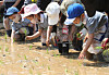 Children plant rice seedlings in a rice paddy at the Sintree Park in Yancheon District, western Seoul, on Tuesday. [NEWS1]
