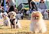 Participants enjoy time with their dogs during the “Imsil Pet Tour,” held at the Cheese Theme Park and Osu’s Loyal Dog Tourist Site in Imsil County, North Jeolla, on Oct. 31. [IMSIL COUNTY]