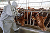 A cow is vaccinated against lumpy skin disease at a farm in Seosan, South Chungcheong, on Monday amid growing concerns over the nationwide spread of the viral disease that affects cattle. [YONHAP]