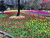 Haneulbit Garden Tulip Festival in Jangheung County, South Jeolla houses around 1,000 varieties of tulips during the festival season. [HANEULBIT GARDEN]