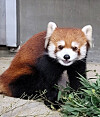 A male red panda from Saitama Children's Zoo Park in Japan [SEOUL GRAND PARK]