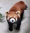 A female red panda is from Tokyo's Tama Zoological Park in Japan, who was born in July 2020. [SEOUL GRAND PARK]