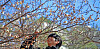 Plum blossoms are blooming in Busan as winter nears its end on Feb. 24. The Korea Meteorological Administration said that daily temperature will climb starting Tuesday nationwide with a daily high of 12 degrees Celsius (53.6 degrees Fahrenheit).