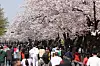 Visitors enjoy a stroll along Yunjungno in Yeouido, western Seoul, a street known for its spectacular cherry blossoms, on Sunday. Because of the pandemic, the street was blocked off during cherry blossom season in 2020 and 2021. [YONHAP]