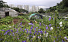 A greenbelt in Naegok-dong, Seocho District, in Seoul. [YONHAP]