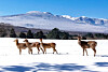 Deer roam the snowy fields of the Jeju Horse Pasture on Mount Halla after heavy snowfall on Jeju Island stopped on Feb. 9. [YONHAP]