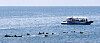 A group of Indo-Pacific bottlenose dolphins passes a tourist ship in coastal waters near Daejeong-eup, Seogwipo, Jeju Island, amid sunny weather on Monday. [YONHAP]