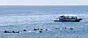 A group of Indo-Pacific bottlenose dolphins passes a tourist ship in coastal waters near Daejeong-eup, Seogwipo, Jeju Island, amid sunny weather on Monday. [YONHAP]