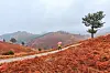 Hills covered in gosari, or brachekn, in Namhae County, South Gyeongsang, is now red before new buds bloom. [LIETTO]