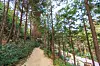 A trail at Napory Farm in Tongyeong, South Gyeongsang, is covered with cypress sawdust. [LIETTO]