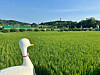 Organic rice fields at Mundang Eco-Friendly Farm Village in Hongseong County, South Chungcheong. [LEE JIAN]