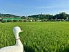 Organic rice fields at Mundang Eco-Friendly Farm Village in Hongseong County, South Chungcheong. [LEE JIAN]