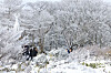 People stand on the snow on Mount Halla in Jeju on Monday. Over 15 centimeters (6 inches) of snow are expected to accumulate in mountainous areas of Jeju through Wednesday, according to the Korea Meteorological Administration. [YONHAP]