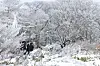 People stand on the snow on Mount Halla in Jeju on Monday. Over 15 centimeters (6 inches) of snow are expected to accumulate in mountainous areas of Jeju through Wednesday, according to the Korea Meteorological Administration. [YONHAP]