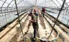 A pumpkin farm in Cheongju, North Chungcheong, clears out mud from the recent rainfall on Friday. [YONHAP]