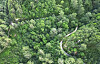 An aerial view of Uljin Geumgang Pine Tree trail in Uljin County, North Gyeongsang. It is one of the largest colonies of geumgang pine tree in Korea, whose lumber was used to make royal coffins. [SOHN MIN-HO]